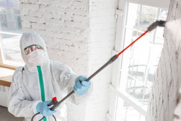 Reliable Freeport, FL Mold Removal Solutions